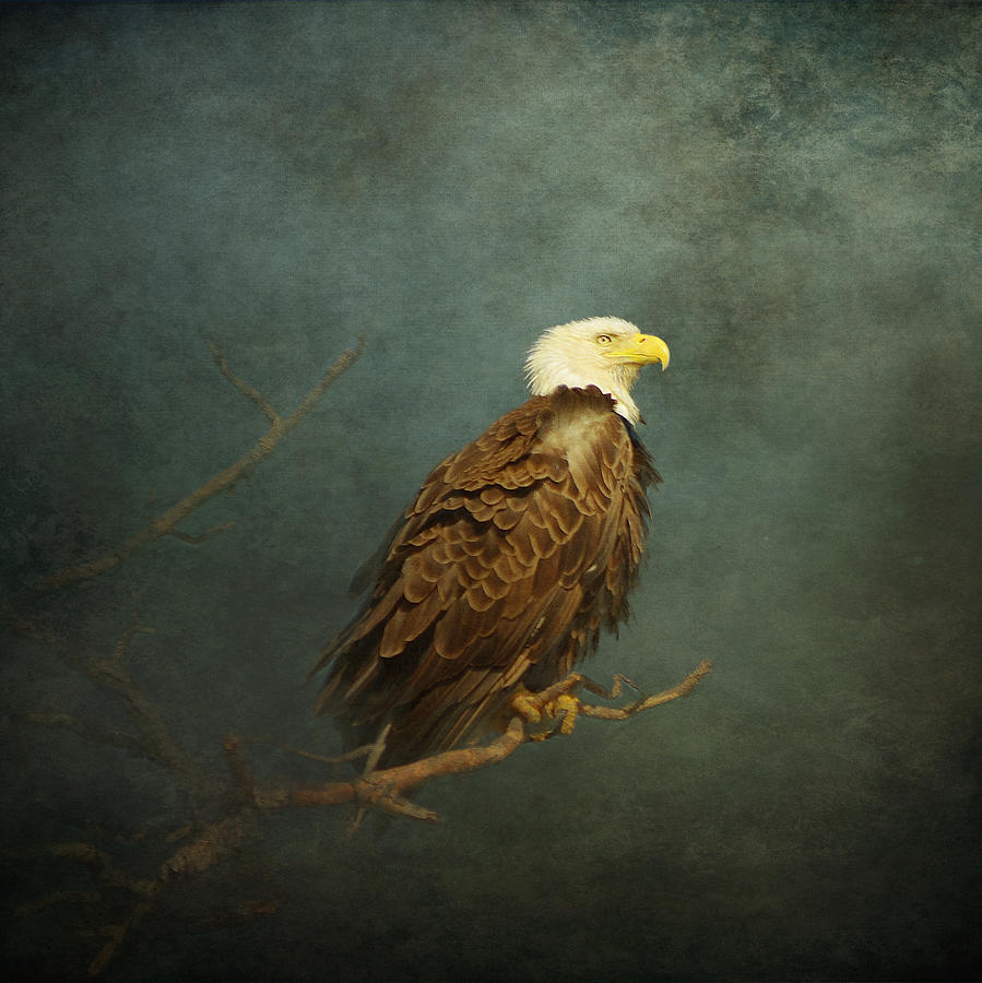 Feather Photograph - The Impending Storm by Carla Parris