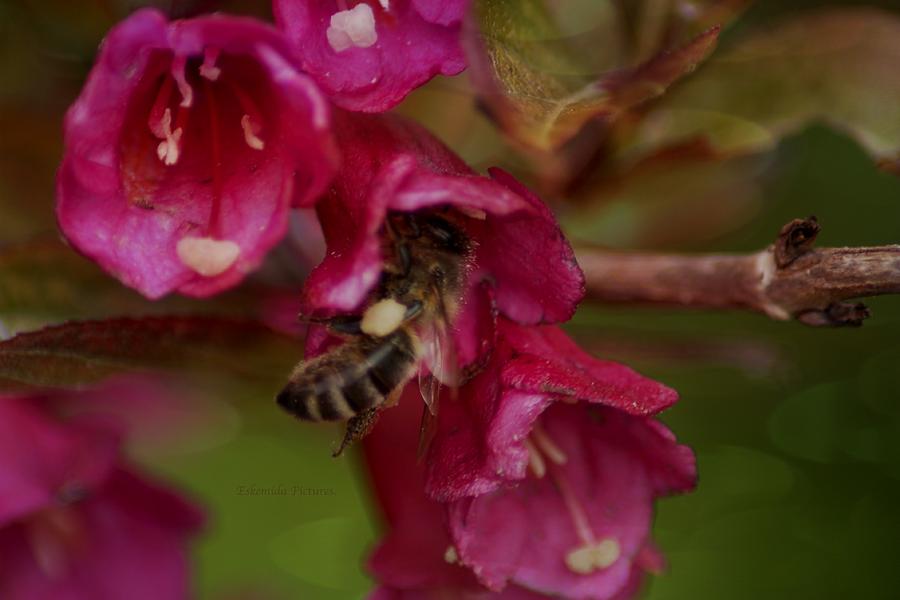 Flower Photograph - The importance of bees by Eskemida Pictures