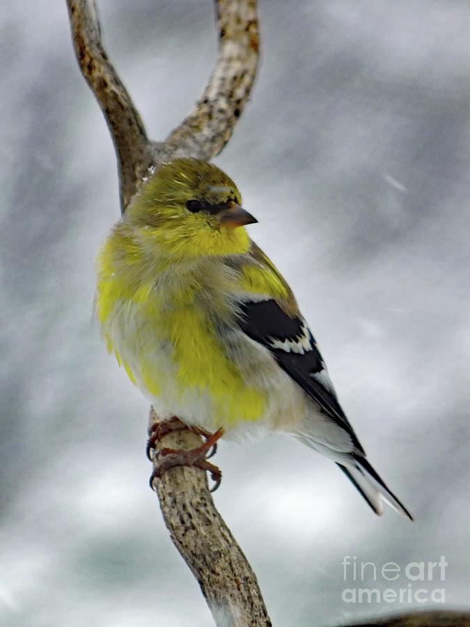 The In Between Coat - Male American Goldfinch Photograph