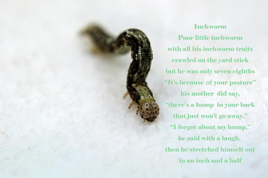 The Inchworm Photograph by Tikvahs Hope