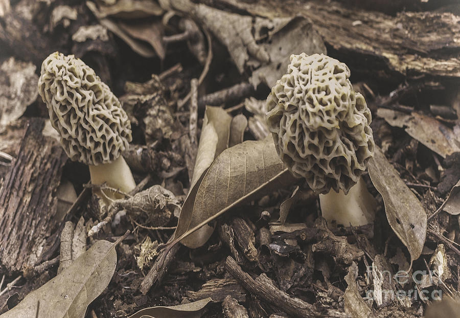 The Incredible Edible Morel Mushroom Photograph
