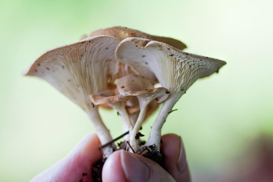 The Incredible Shrooms Photograph by Kathy Clark