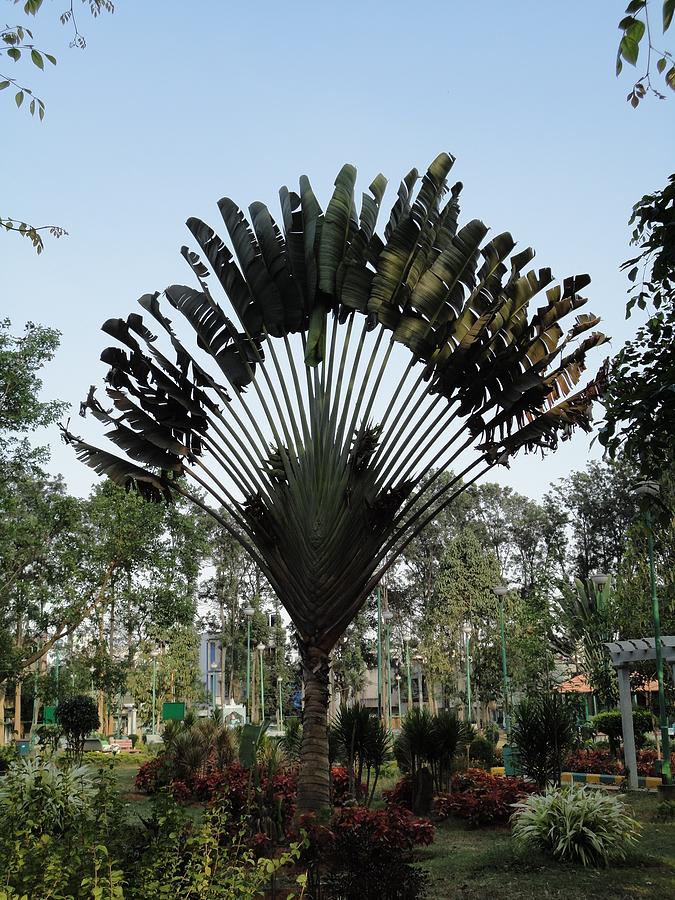Tree Photograph - The Indian Fan Plantain Tree by Usha Shantharam