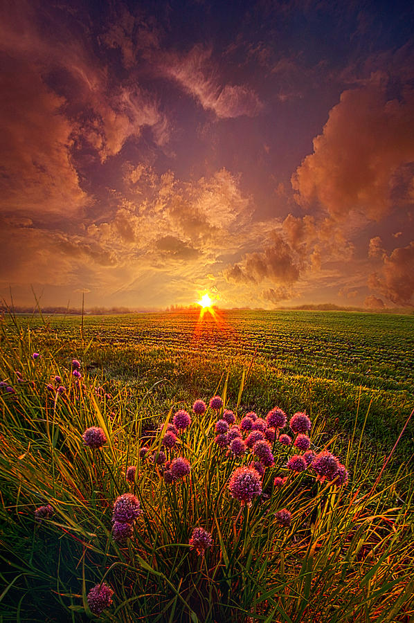 Flower Photograph - The Infinite Space Between Words by Phil Koch