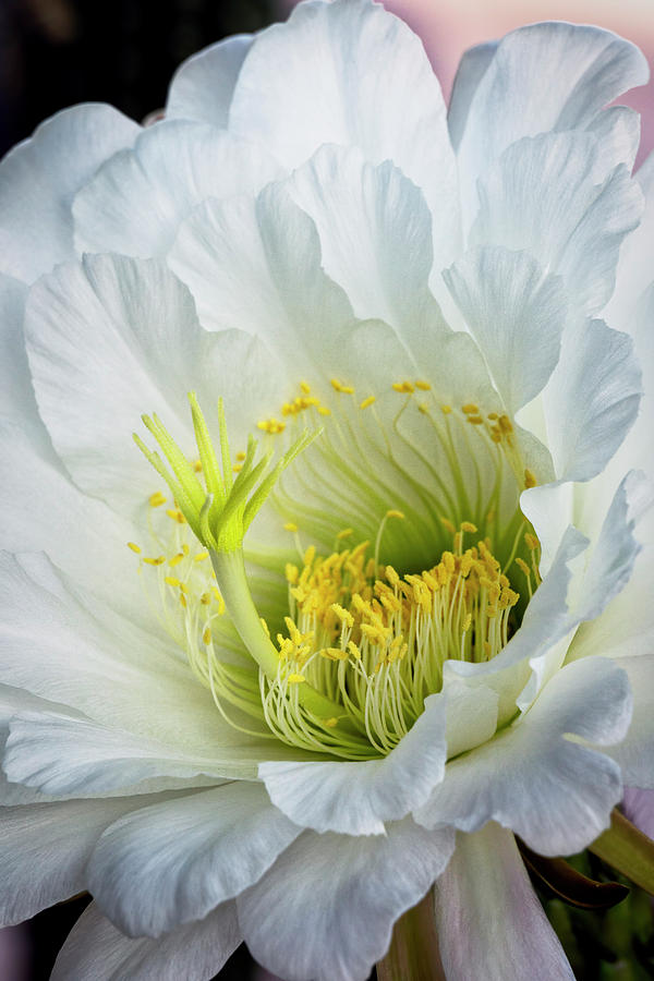The Inner Beauty of A Cacti Flower  Photograph by Saija Lehtonen