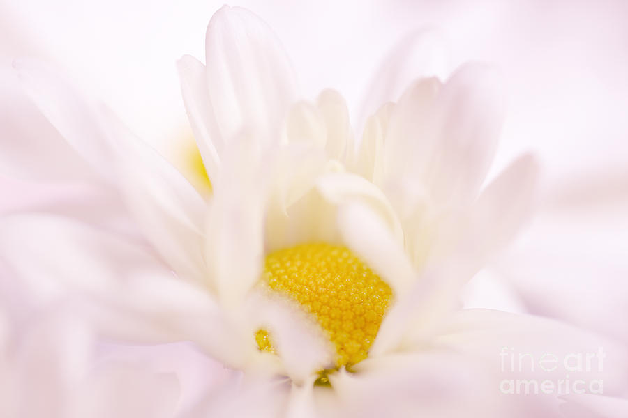 Daisy Photograph - The Inner... by LHJB Photography