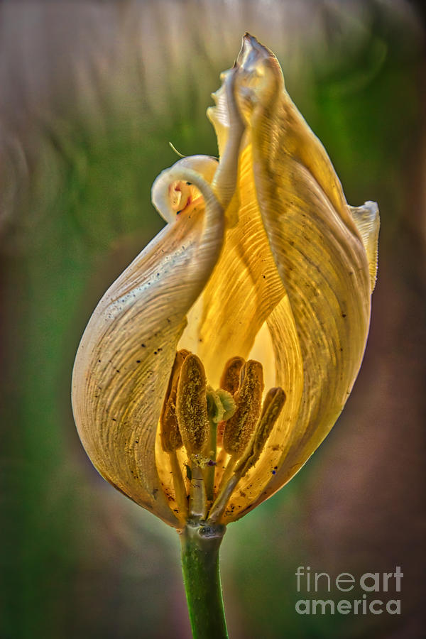 Tulip Photograph - The Inner Sanctum by Mitch Shindelbower