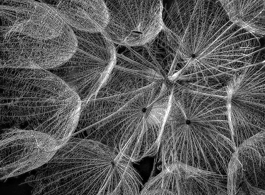 The Inner Weed 2 monochrome Photograph by Steve Harrington