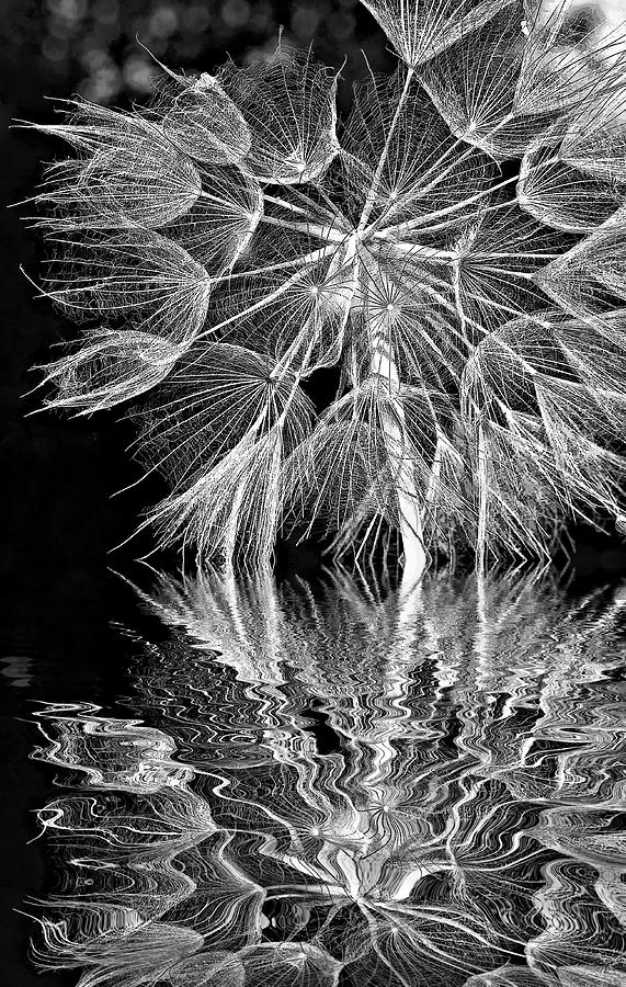 The Inner Weed - Reflection Bw Photograph