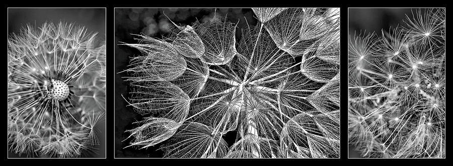 The Inner Weed Triptych Bw Photograph