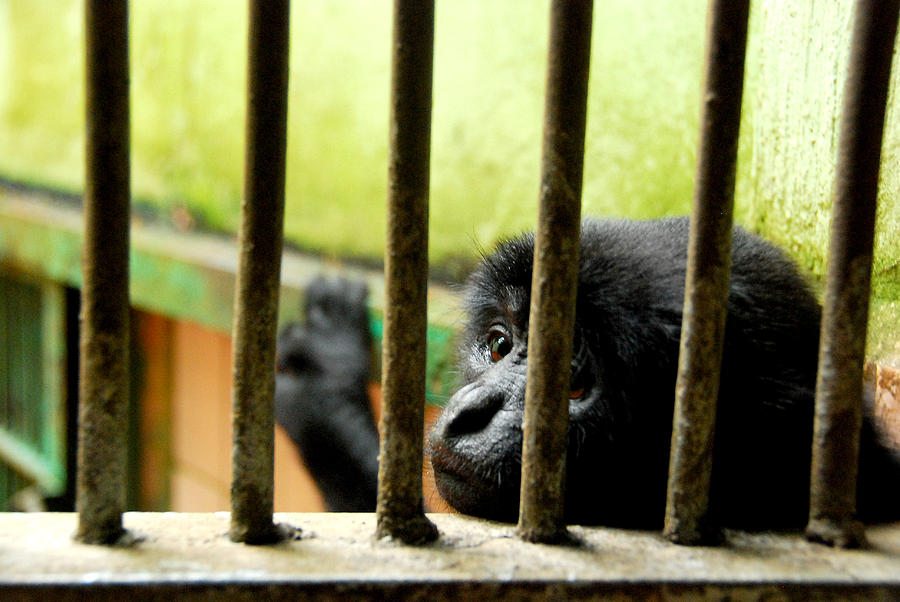 Mammal Photograph - The Innocent Captivity by Dwi Ratri Utomo