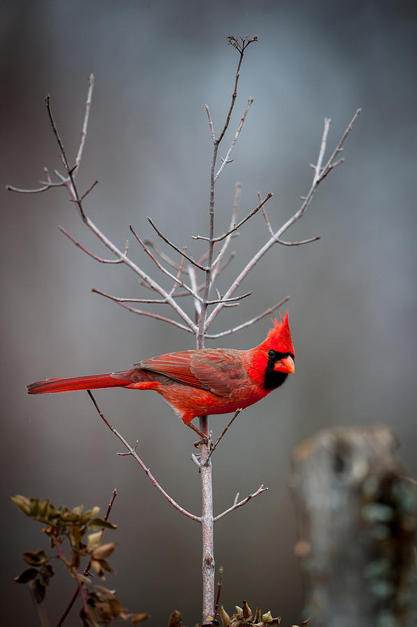 The Inquiring Cardinal Photograph by Jeff Phillippi