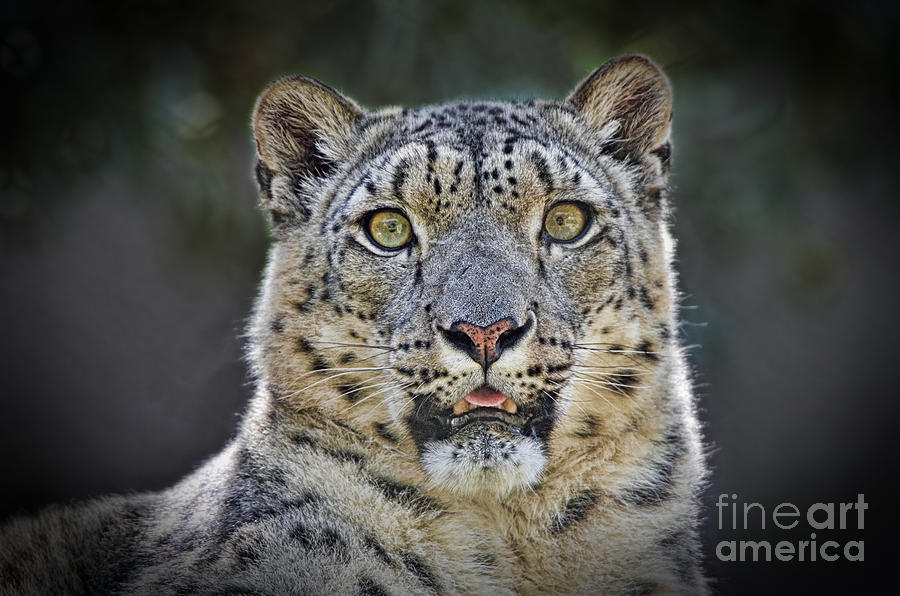 Nature Photograph - The Intense Stare of a Snow Leopard by Jim Fitzpatrick