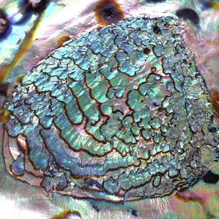 Shell Photograph - The Interior Of An Abalone Shell Is by The Texturologist