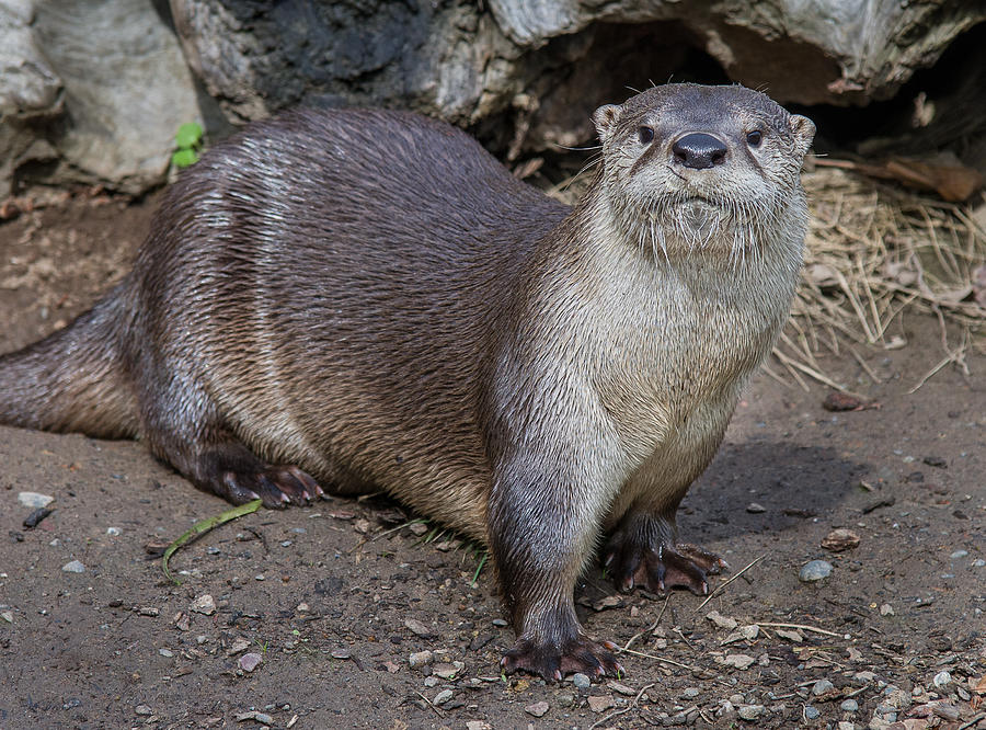 The Intrepid Otter Photograph by Greg Nyquist