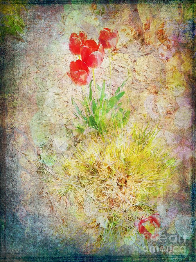 Tulips Photograph - The Introverted Tulip by Claire Bull Tulips Photograph - The Introverted Tulip by Claire Bull