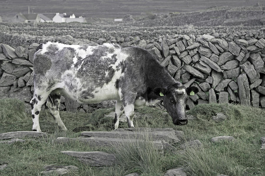 Cow Photograph - The Ireland Moo by Betsy Knapp