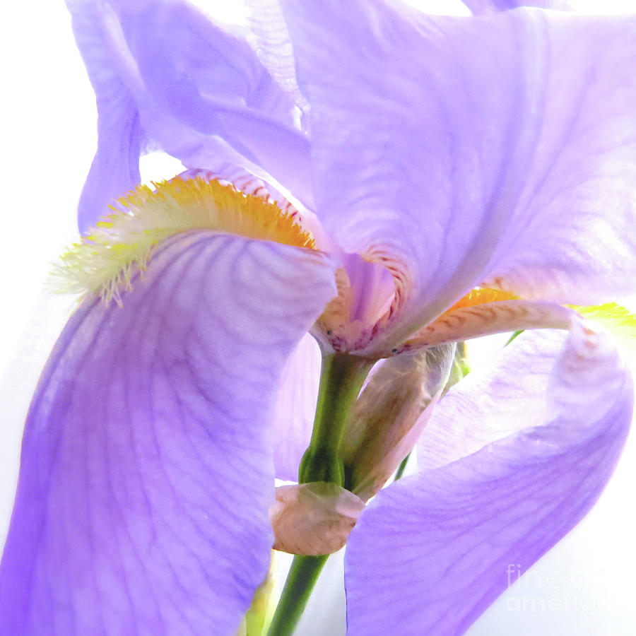The Iris Blossom Photograph by Scott Cameron