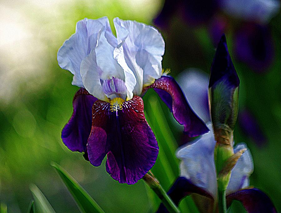 The Iris Garden Photograph by Karen McKenzie McAdoo
