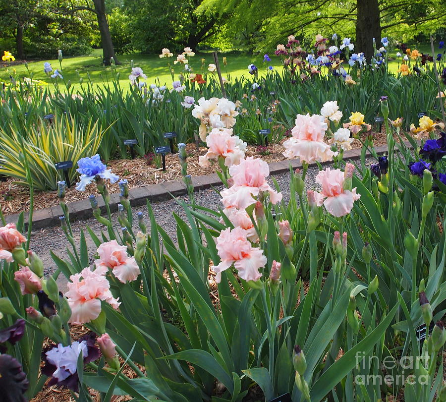 The Iris Garden Photograph by Nancy Kane Chapman