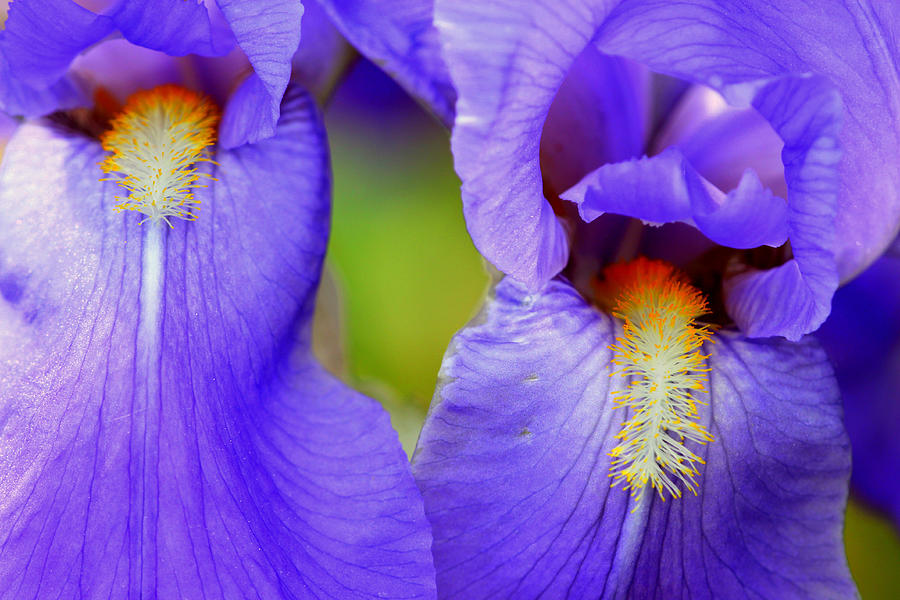 The Iris Twins Photograph by Gigi Kobel