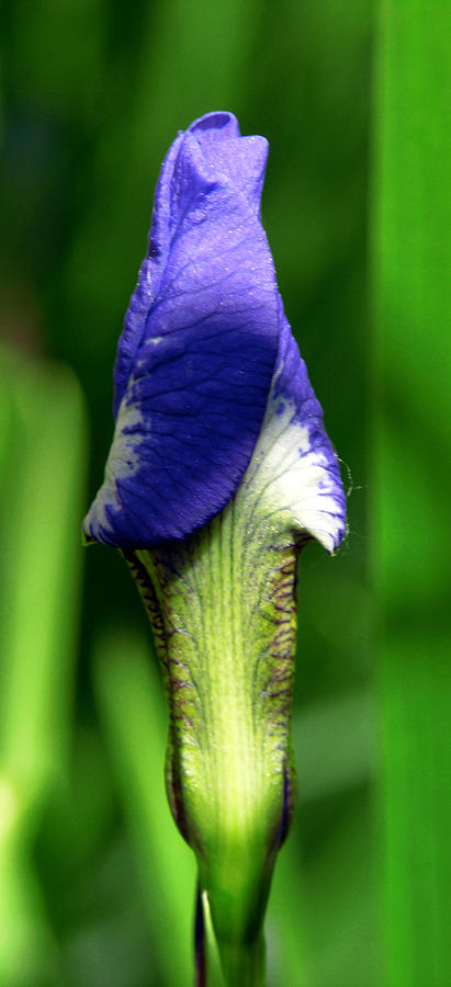 Iris Photograph - The Iris by Winona Steunenberg