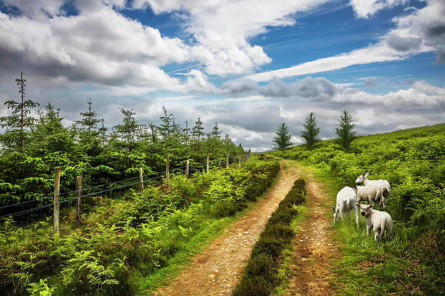 The Irish Countryside Photograph by Debra and Dave Vanderlaan