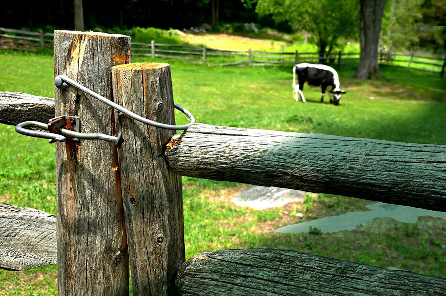 Cow Photograph - The Iron Latch by Diana Angstadt