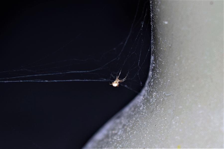The Itsy Bitsy Spider Climbed Up The Bottle Spout Photograph by John Glass