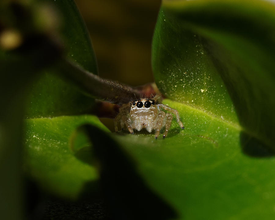 The Itsy-Bitsy Spider -- Jumping Spider in Templeton, California Photograph by Darin Volpe