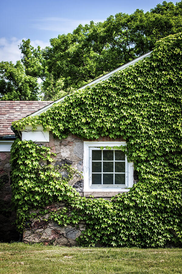 The Ivy House Photograph by Kim Hojnacki