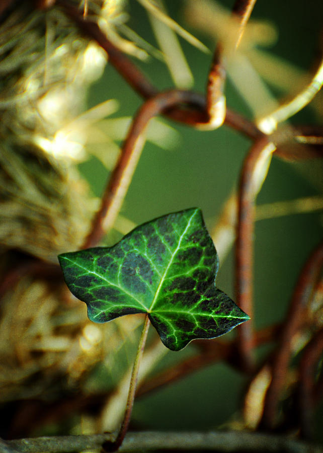 The Ivy Leaf Photograph by Rebecca Sherman