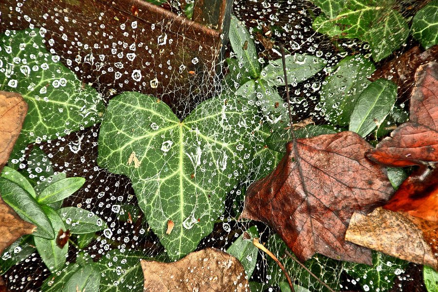 The Ivy, The Web, and The Rain Photograph by Carol Senske