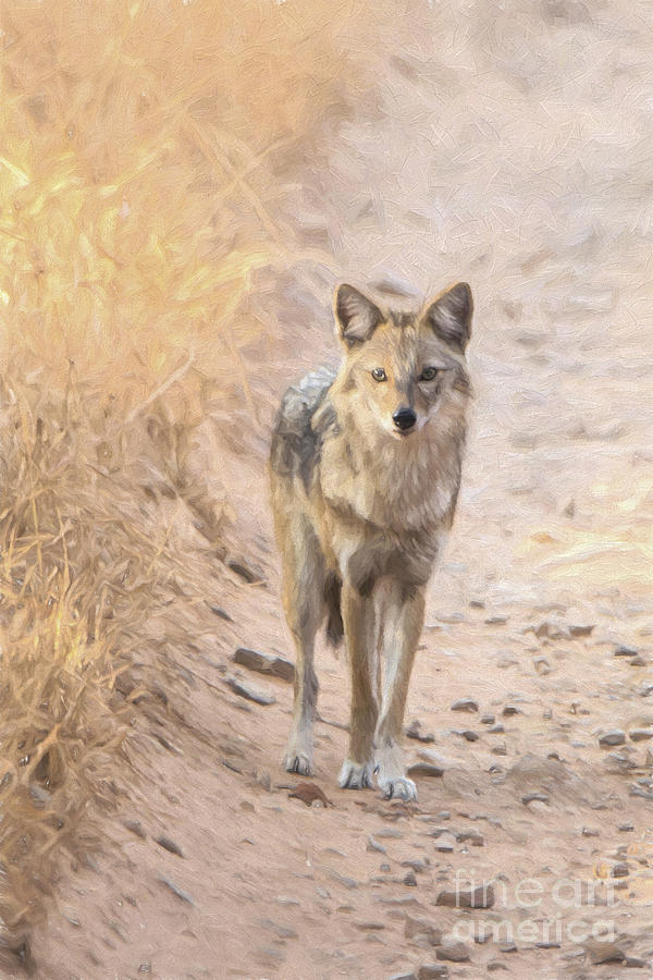 The Jackal Photograph by Pravine Chester