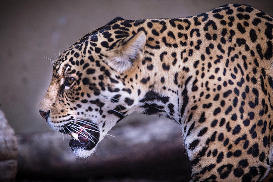 The Jaguar Photograph by JoAnn Silva
