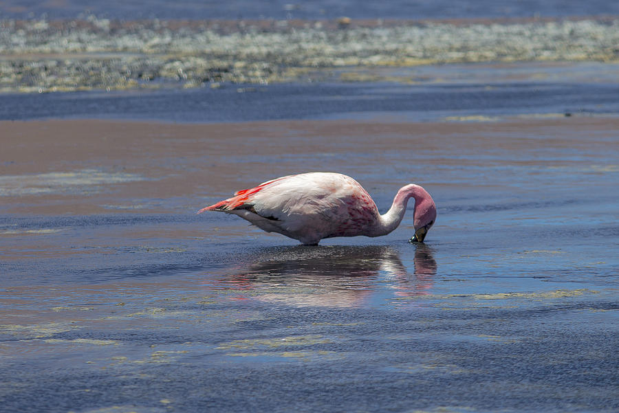 The James Flamingo - Salar de Uyuni Bolivia Photograph by Venetia Featherstone-Witty