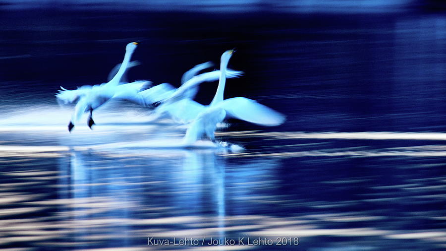 The Jazz and Blues. Whooper Swan Photograph by Jouko Lehto