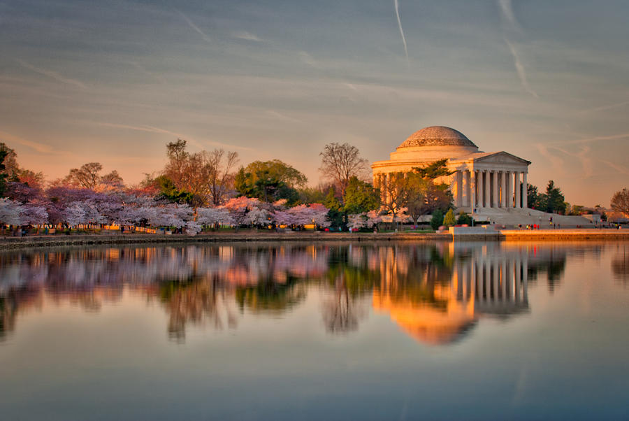 The Jefferson Memorial and Cherry Trees in Bloom Photograph by Mark Dodd