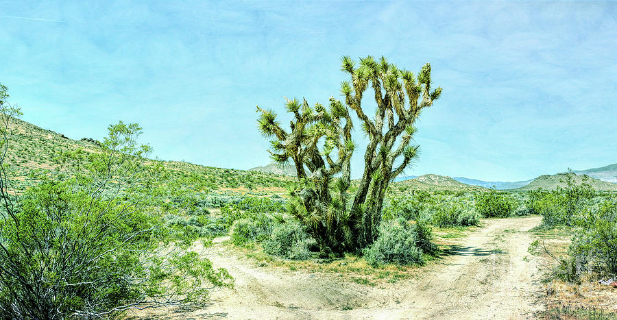 The Joshua Tree Photograph by Joe Lach