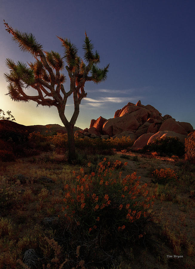 Desert Photograph - The Joshua Tree by Tim Bryan