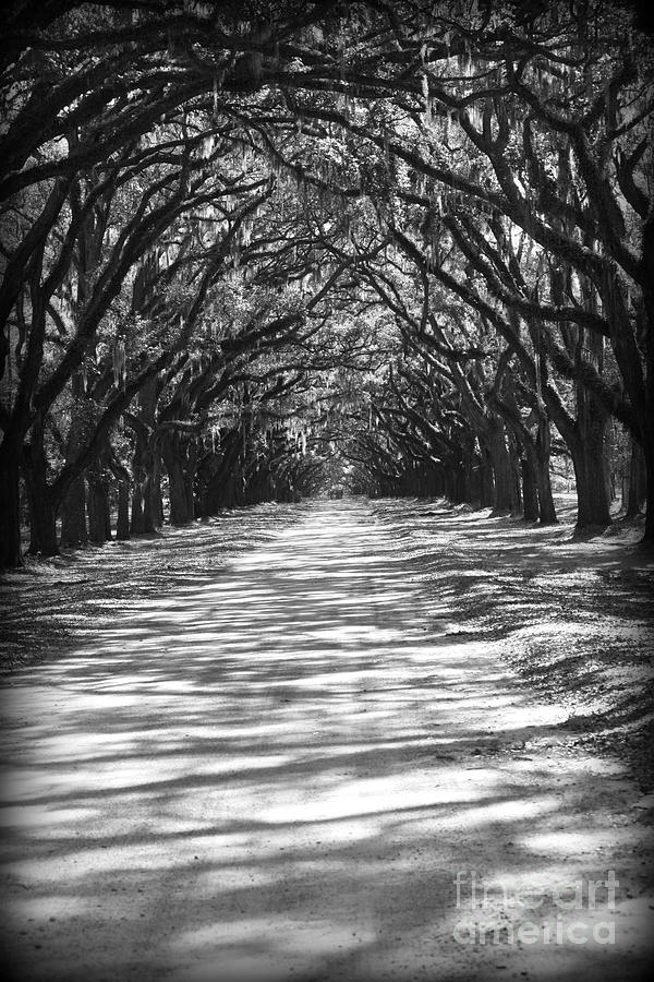 Live Oaks Lane with Shadows - Black and White Photograph by Carol Groenen