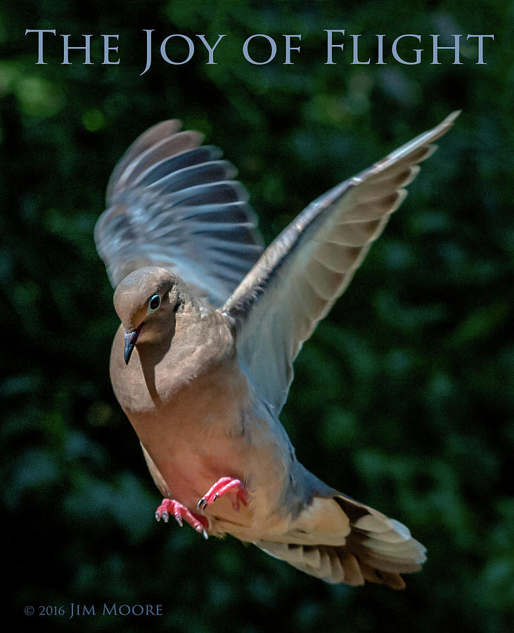 The Joy of Flight Poster Photograph by Jim Moore