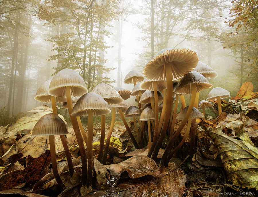 Mushroom Photograph - The Joy of life by Adrian Borda