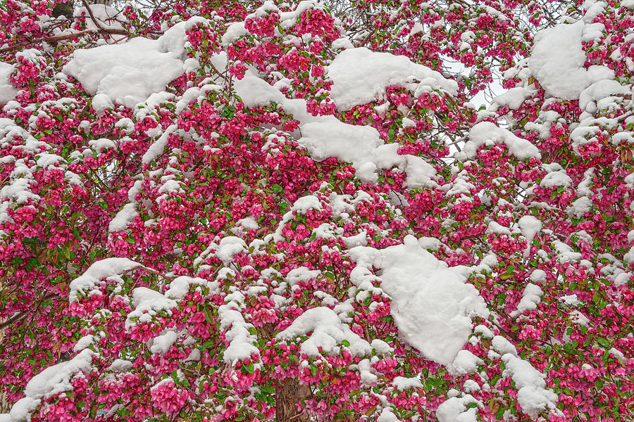The Joy Of Seeing So Much Snow On Crab Apple Blossoms On The Last Day Of April Photograph by Bijan Pirnia