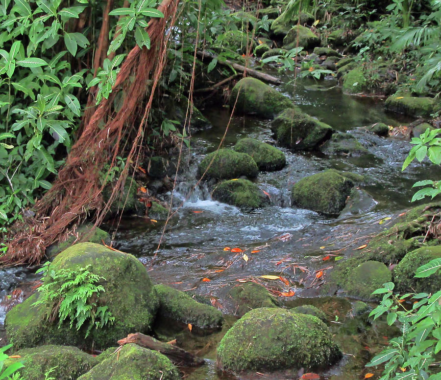 The Jungle Photograph by Pamela Walton | Fine Art America