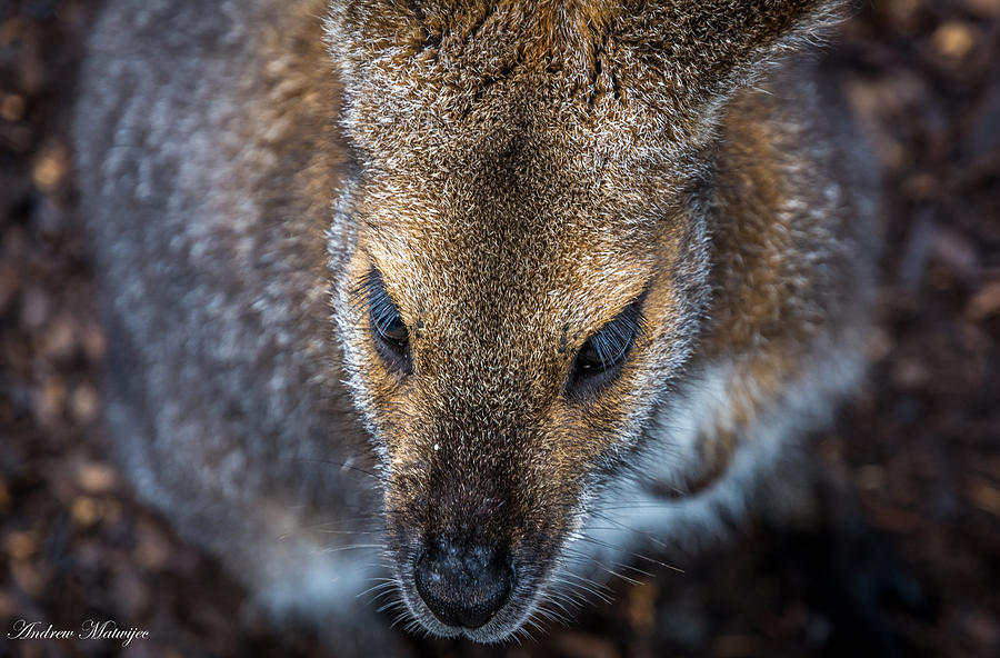 The Kangaroo Photograph by Andrew Matwijec
