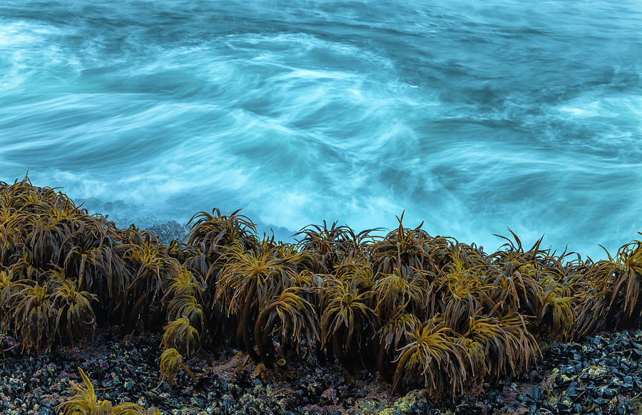 The Kelp Jungle Photograph by Jonathan Nguyen