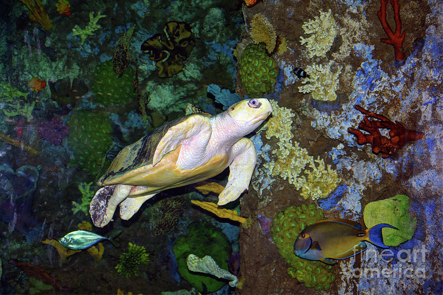 The kemps ridley sea turtle Photograph by Savannah Gibbs