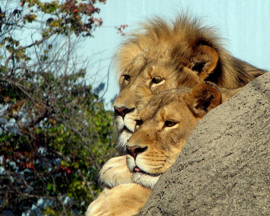 Lion Photograph - The King and Queen 1 by George Jones
