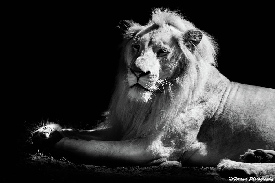 The King Black and White Photograph by Debra Forand